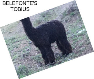 BELEFONTE\'S TOBIUS