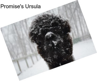 Promise\'s Ursula