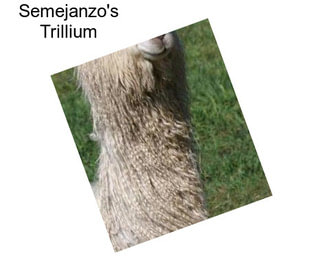 Semejanzo\'s Trillium
