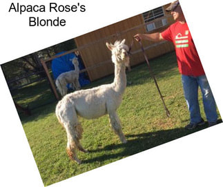 Alpaca Rose\'s Blonde