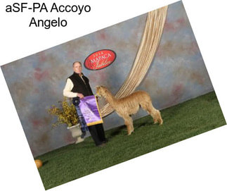 ASF-PA Accoyo Angelo