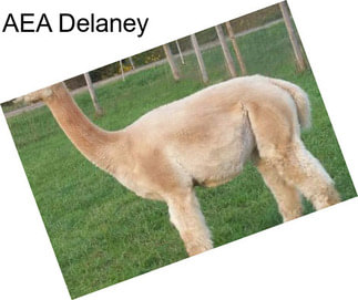 AEA Delaney