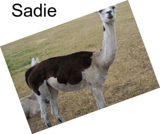 Sadie