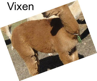 Vixen