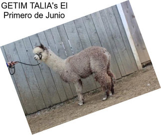 GETIM TALIA\'s El Primero de Junio