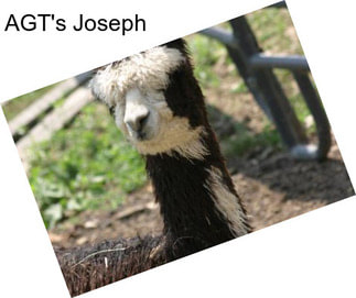 AGT\'s Joseph