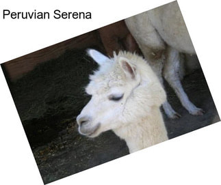 Peruvian Serena