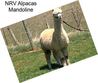 NRV Alpacas Mandoline