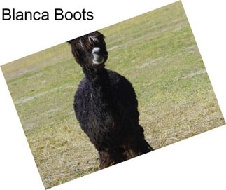 Blanca Boots