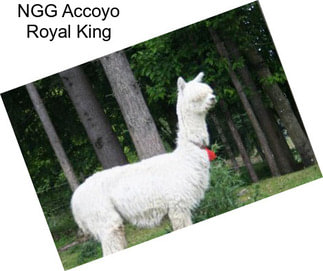 NGG Accoyo Royal King