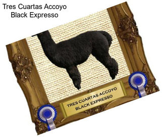 Tres Cuartas Accoyo Black Expresso