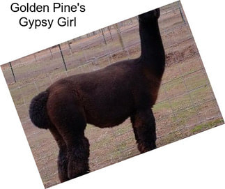 Golden Pine\'s Gypsy Girl