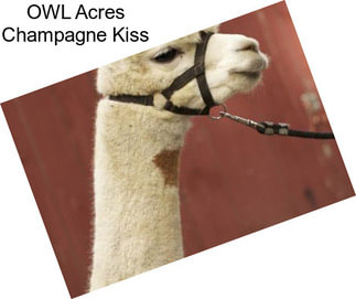 OWL Acres Champagne Kiss