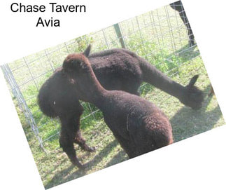 Chase Tavern Avia