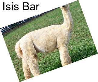 Isis Bar