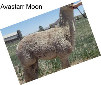 Avastarr Moon