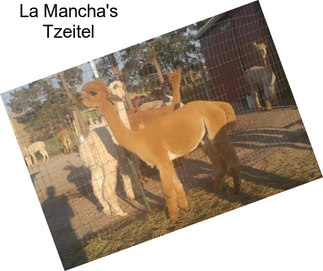 La Mancha\'s Tzeitel