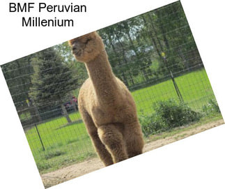 BMF Peruvian Millenium
