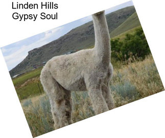 Linden Hills Gypsy Soul