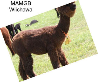 MAMGB Wiichawa