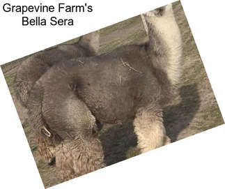 Grapevine Farm\'s Bella Sera