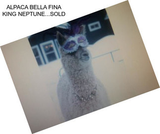 ALPACA BELLA FINA KING NEPTUNE...SOLD