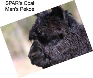 SPAR\'s Coal Man\'s Pekoe