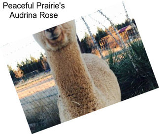 Peaceful Prairie\'s Audrina Rose