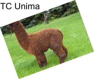 TC Unima