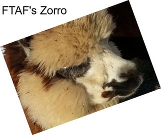 FTAF\'s Zorro