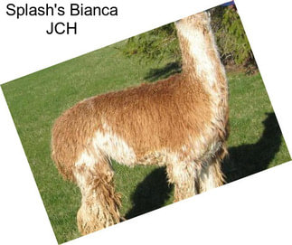 Splash\'s Bianca JCH