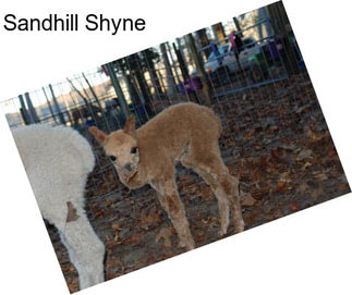 Sandhill Shyne