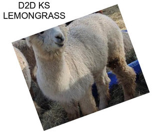 D2D KS LEMONGRASS