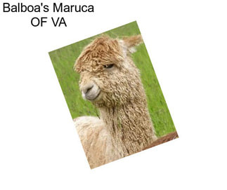 Balboa\'s Maruca OF VA