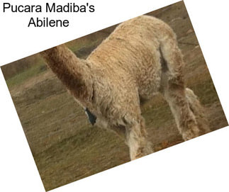 Pucara Madiba\'s Abilene