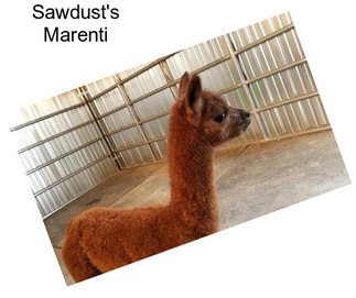 Sawdust\'s Marenti