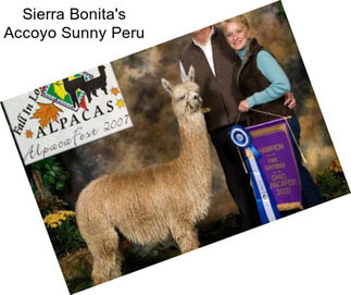 Sierra Bonita\'s Accoyo Sunny Peru