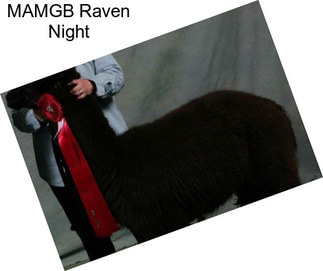 MAMGB Raven Night