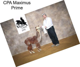 CPA Maximus Prime