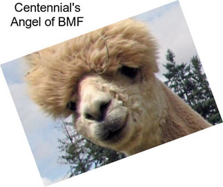 Centennial\'s Angel of BMF