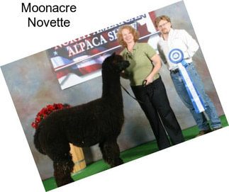 Moonacre Novette