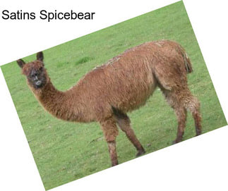 Satins Spicebear