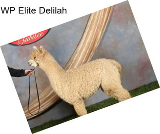 WP Elite Delilah