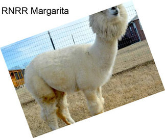 RNRR Margarita