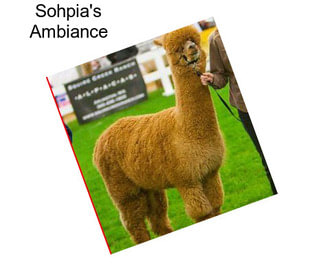 Sohpia\'s Ambiance