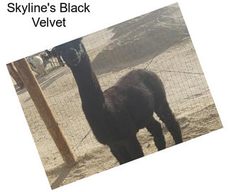 Skyline\'s Black Velvet