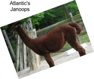 Atlantic\'s Janoops