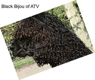 Black Bijou of ATV