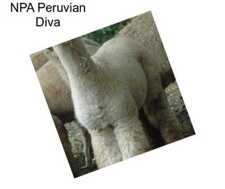 NPA Peruvian Diva