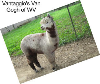 Vantaggio\'s Van Gogh of WV